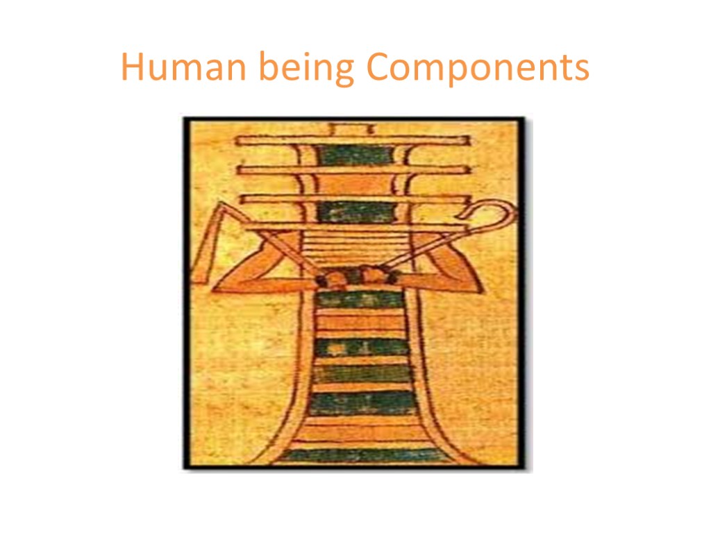 Human being Components